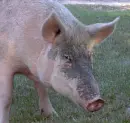 Big Momma Pig
