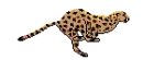 CheetahRun