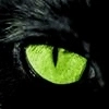 Eye O fThe Cat