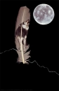 LoneWolf