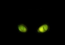 CatEyes