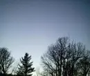 Trees in the sky
