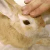 petting bunny