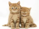 2 cutee!!