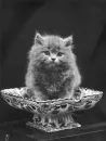 persian kitty