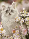white&fluffy