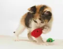 red mouse