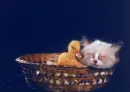 sleeping in a basket