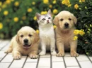 3 cute friends