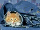 kitty in blue jeans