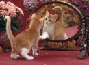 in mirror