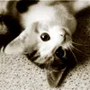 cat blink
