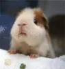 bunny munch