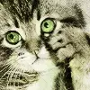 cute cat