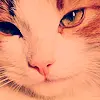 cat eye