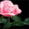pink rose
