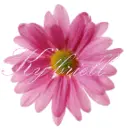 Ky'briell-pink flower
