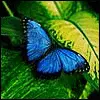 blue butterfly