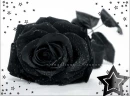 rose molly angelique stars black white gray cute awesome cool emo punk goth prep idk
