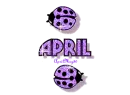 purple traveling ladybugs april