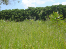 greener grass