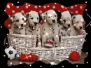 puppies