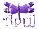 purple dragonfly april