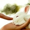 poke my bunny