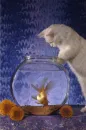 get the fish