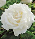 WHITE ROSE