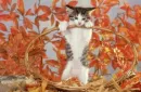 autumn leafs