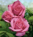 PINK ROSE