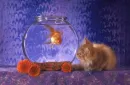 gold fish