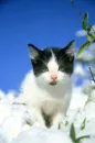 playing in snow