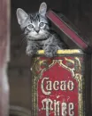 cacao kitty