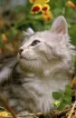 lovely kitty