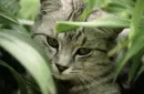 hide and seek