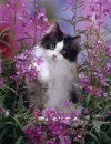 purple flowers
