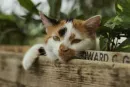 little cutie