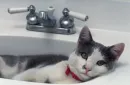 lying in a sink