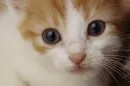 pretty face