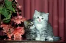 lovely kittens
