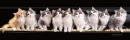 kittens in line