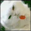 cat licking lollipop
