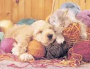 taking a nap