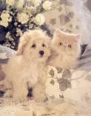 white&fluffy