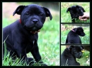 staffie being cute