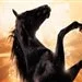Black Beauty - Czarny KsiÄ…Å¼Ä™