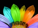 Rainbow flower 