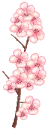 cherry blossom